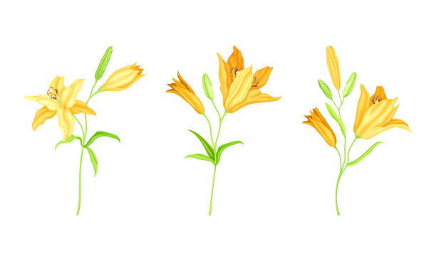 黄色娇嫩盛开的百合定了花图片下载