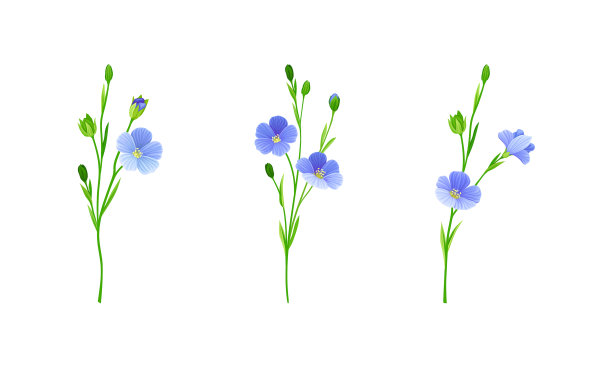 盛开的亚麻花集花卉设计元素图片下载