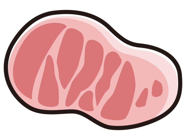 牛肉插图图片下载