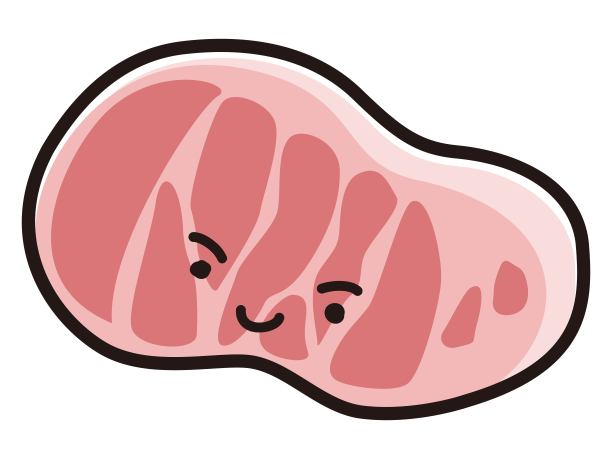 牛肉插图图片下载