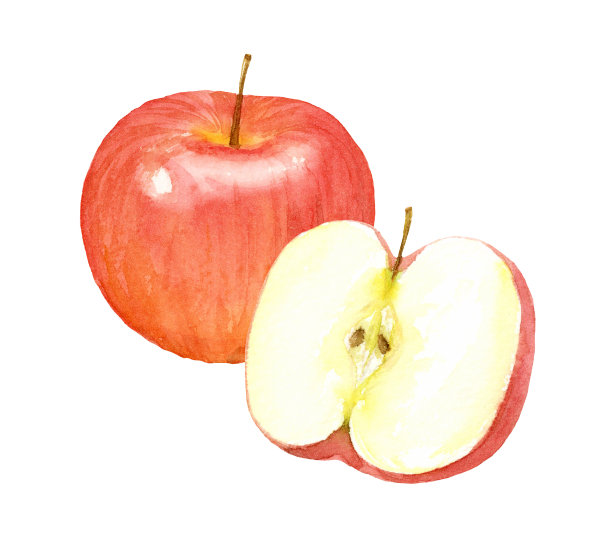 苹果的水彩插图图片下载