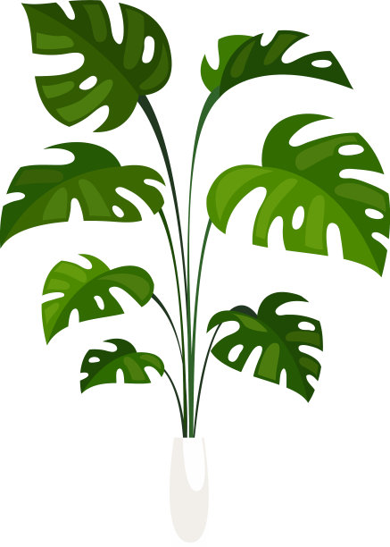 猫鼬属盆栽热带外来植物图片下载