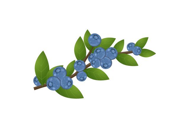 新鲜的蓝莓在分枝上有叶，扁平的花柱矢量插图孤立在白色背景上图片下载