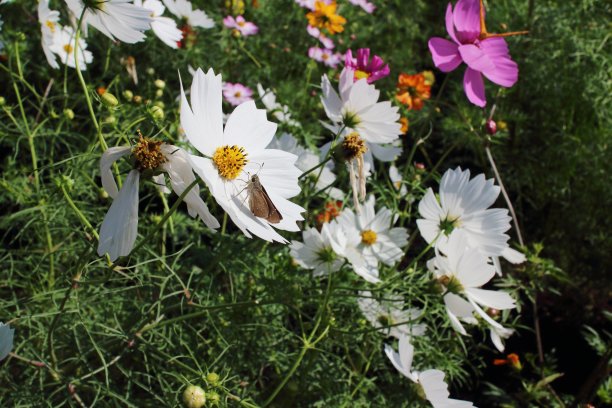 飞蛾栖息在宇宙中图片下载