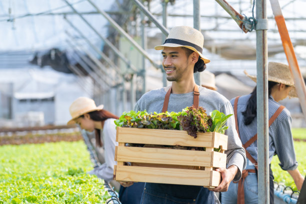 亚洲英俊的农民年轻男性在蔬菜水培农场工作。有吸引力的农业学家男子看和检查绿色橡树的质量与幸福的温室农场。业务健康食品。图片下载