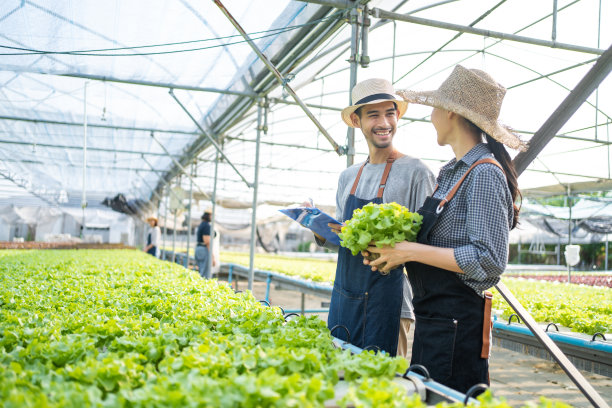 亚洲农民夫妇在蔬菜水培农场幸福地工作。有吸引力的农业青年男女在农场一起看和检查绿色橡树的质量。业务健康食品图片下载