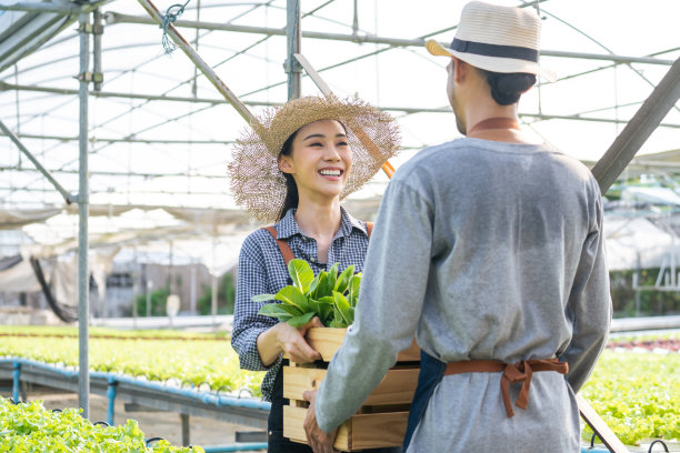 亚洲农民夫妇在蔬菜水培农场幸福地工作。迷人的农学家青年男子和妇女收获绿色的橡树和生菜放在一起的运输箱在绿色的房子农场。图片下载