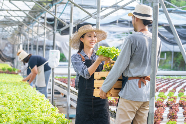 亚洲农民夫妇在蔬菜水培农场幸福地工作。迷人的农学家青年男子和妇女收获绿色的橡树和生菜放在一起的运输箱在绿色的房子农场。图片下载