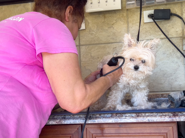 设计师设计的狗狗在移动美容师卡车上接受美容图片下载