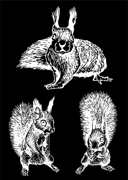 图形集松鼠孤立在黑色图片下载