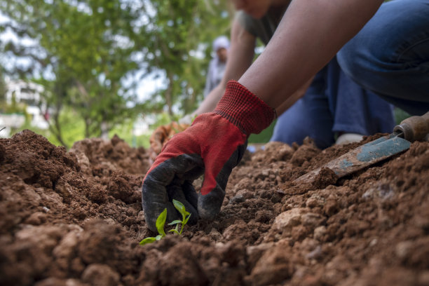 家庭准备菜园图片下载