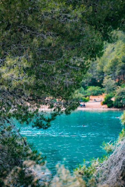 松树林中的隐藏海湾图片下载