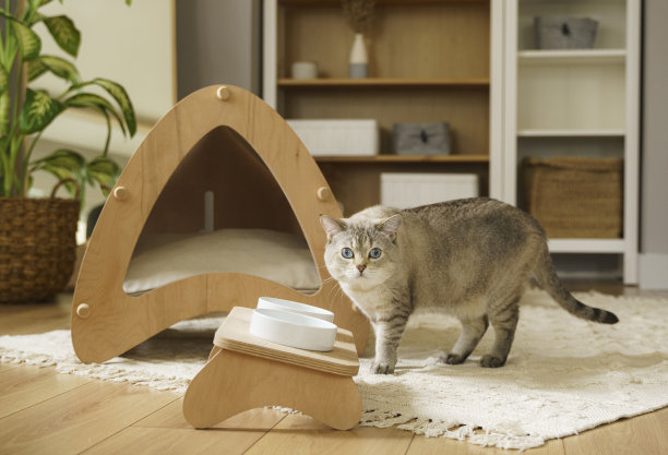 可爱又毛茸茸的英国和暹罗猫在家里吃碗里的颗粒图片下载