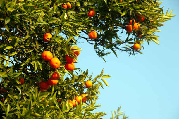 成熟的橘子挂在树上图片下载