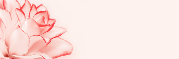 靠近白色百合花与红色的边缘，自然花卉旗帜粉彩粉红色的复制空间。自然美景百合花绽放。牡丹花盛开，唯美花底，空无一物图片下载