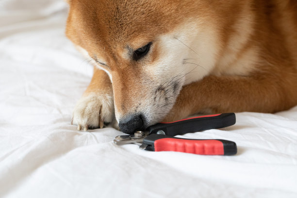 切有趣可爱的柴犬宠物狗家人朋友的床上的白色毯子。舒适的沙发内部横幅照片肖像。图片下载