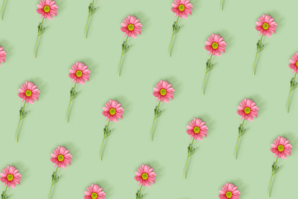 花卉几何图案与粉红色的花在薄荷绿色的颜色背景。夏日时光概念，自然设计绚丽简约的理念。菊花盛开的雏菊花朵色彩柔和图片下载