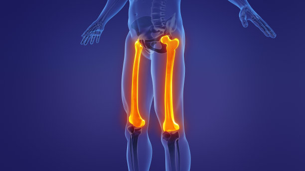 人体股骨解剖图片下载