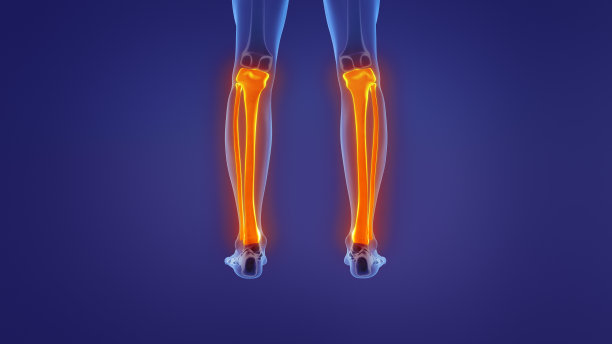 人腿的解剖学图片下载