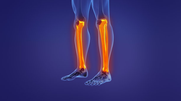 人腿的解剖学图片下载