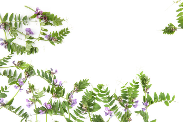 在白色背景上孤立的豌豆草甸花的框架。图片下载