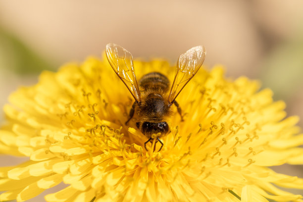 在一个阳光明媚的日子里，一只蜜蜂在黄花上收集花粉的特写图片下载