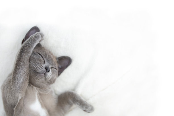 可爱的小猫睡在白色的背景上，俯视图图片下载