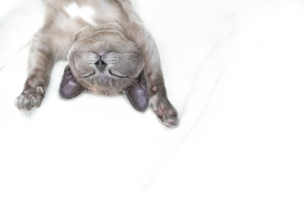 可爱的小猫睡在毯子上，俯视图图片下载