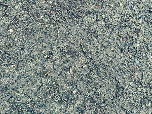 森林地面:密实的沙质森林地面，有一些小树枝作纹理或背景图片下载