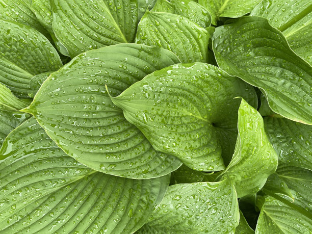 山谷里的绿色百合的叶子覆盖着露水。特写镜头。背景照片。图片下载