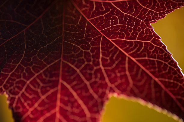 秋天的日本枫叶股票照片图片下载