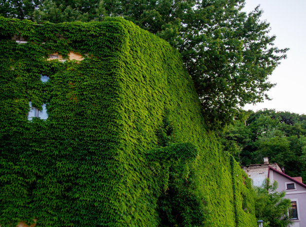 爬满葡萄藤的建筑图片下载