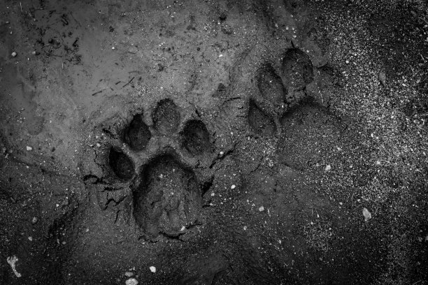 路上有狮子的脚印图片下载