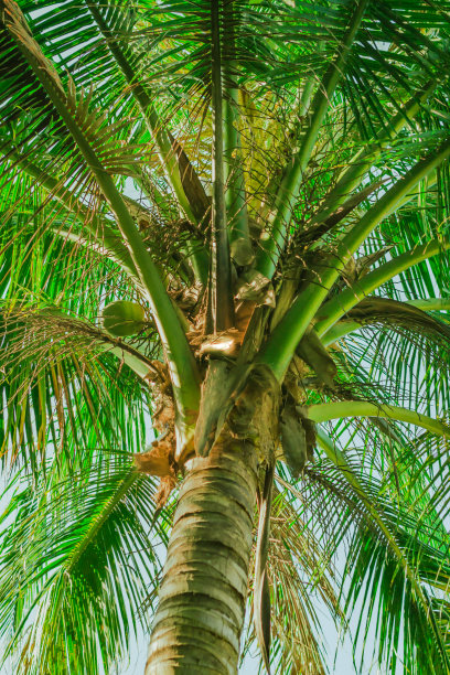 一棵椰子树图片下载