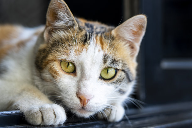 一只有着美丽眼睛的流浪猫担任照片模特。图片下载