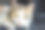 一只有着美丽眼睛的流浪猫担任照片模特。图片下载