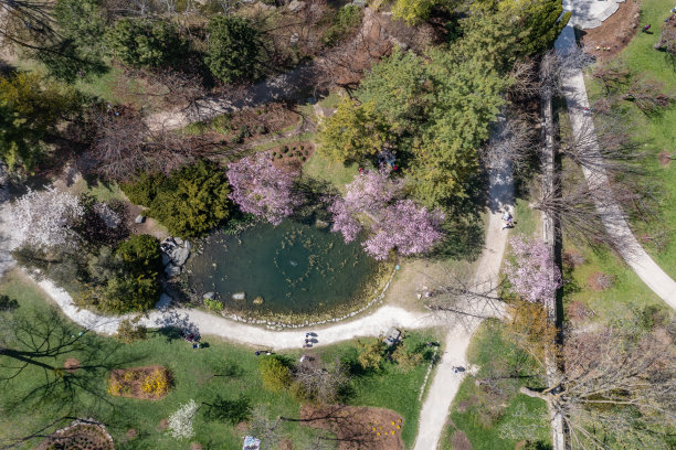 鸟瞰樱花在卡里亚公园，密西索加，加拿大图片下载