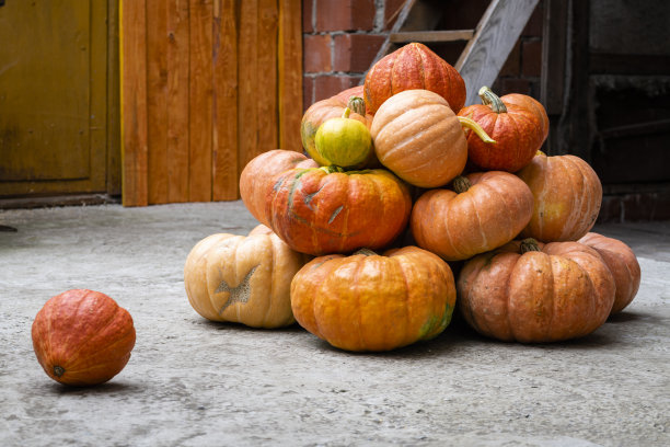 一束没有经过修饰的真正的天然橙色南瓜躺在农家院子里，复制空间图片下载