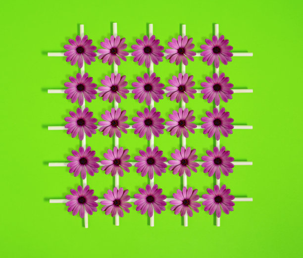 非洲雏菊花在白色墙壁上挂网格，柔和的绿色背景图片下载