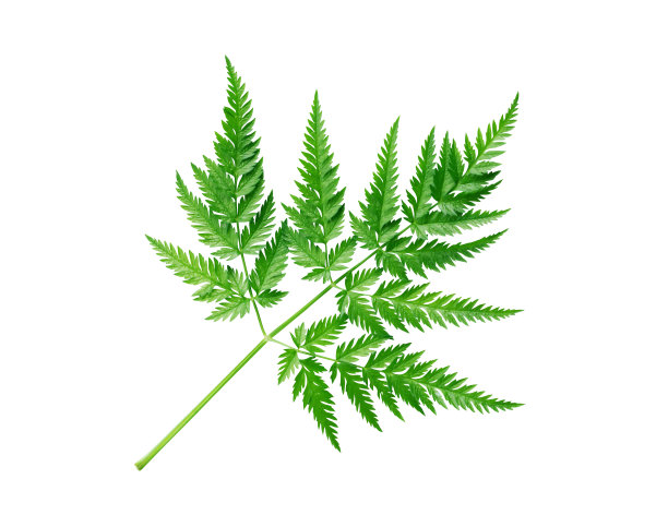 白色上的绿叶图片下载