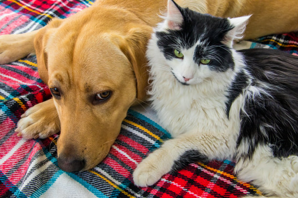 可爱的拉布拉多寻回犬和年轻的毛茸茸的猫在格子格。友谊的宠物图片下载