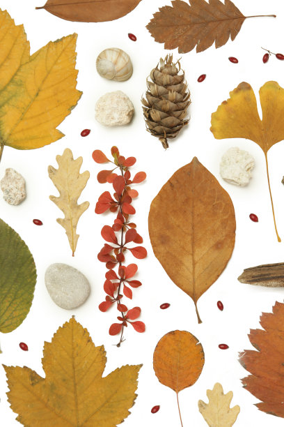 秋天的元素集合。秋季的季节成分多种多样:树叶、细枝、树皮、球果、栗子和石头。设计元素孤立在白色背景。图片下载