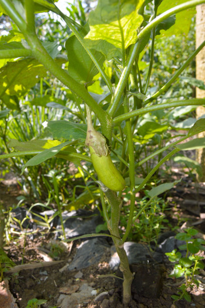 选择性地集中在花园里准备收割的茄子上图片下载