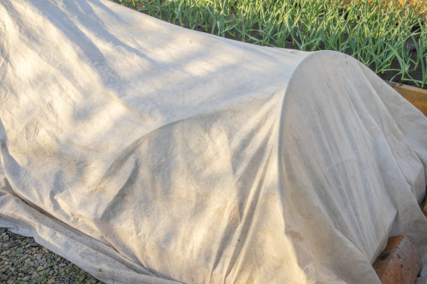 菜苗在苗床上覆盖材料下生长，用纺纱粘结。温室保温技术，农业概念图片下载