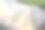 菜苗在苗床上覆盖材料下生长，用纺纱粘结。温室保温技术，农业概念图片下载