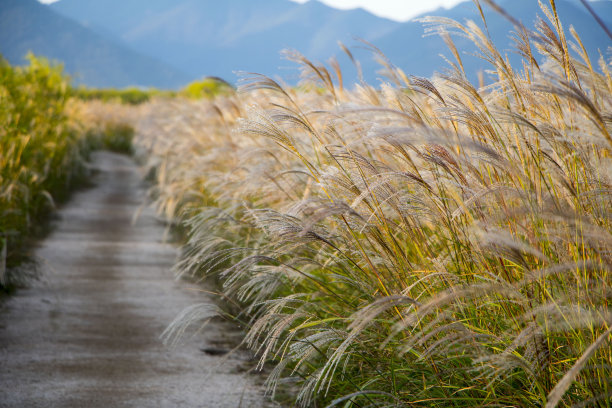 芦苇花图片下载
