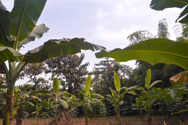 传统香蕉园景观图片下载