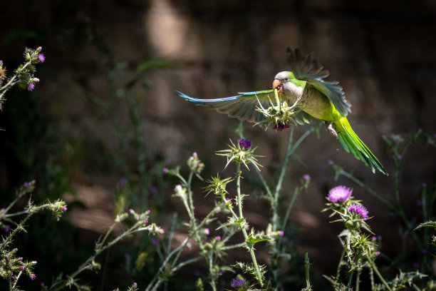 有趣的绿色鹦鹉，嘴上有一朵蓟花图片下载