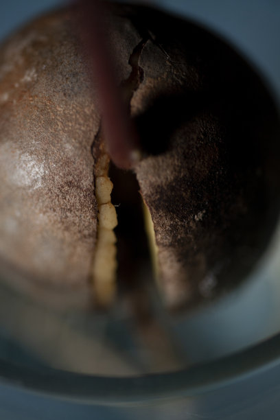 鳄梨种子宏图片下载