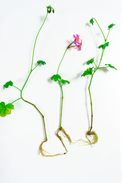 有根的天竺葵幼苗准备种植到地里。白色背景。图片下载